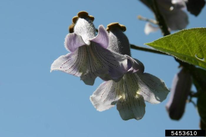 Princess Tree | Vermont Invasives